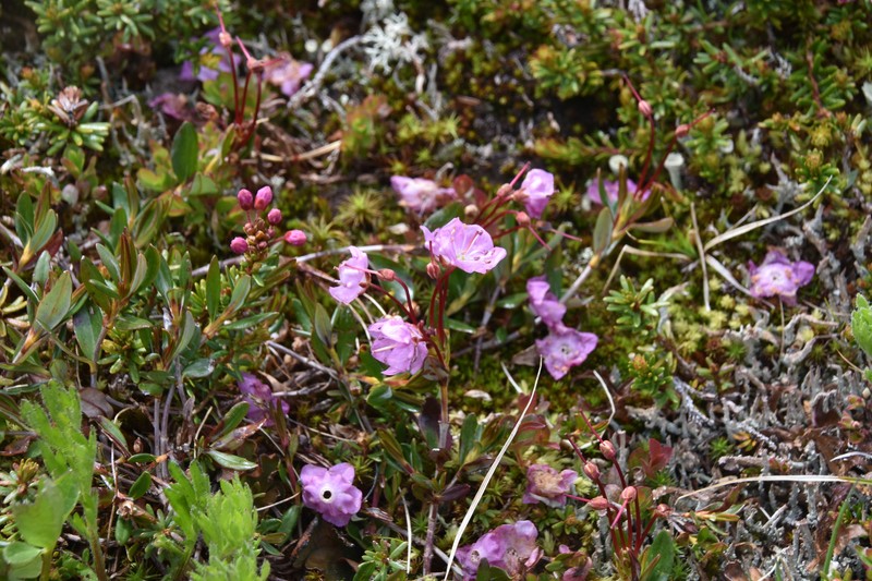 Kalmia microphylla var. microphylla photo 6