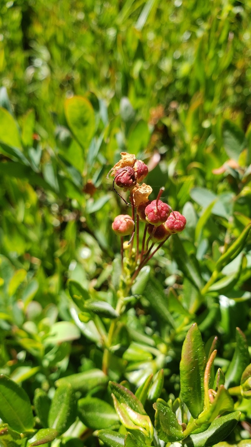 Kalmia microphylla var. microphylla photo 7