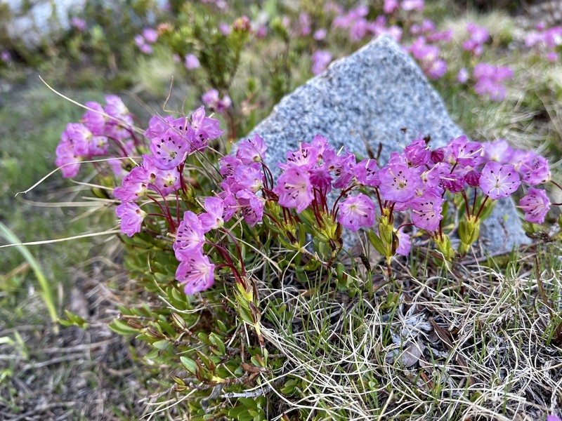 Kalmia microphylla var. microphylla photo 8