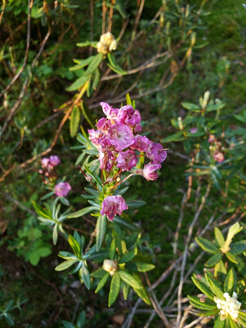 Kalmia microphylla var. occidentalis