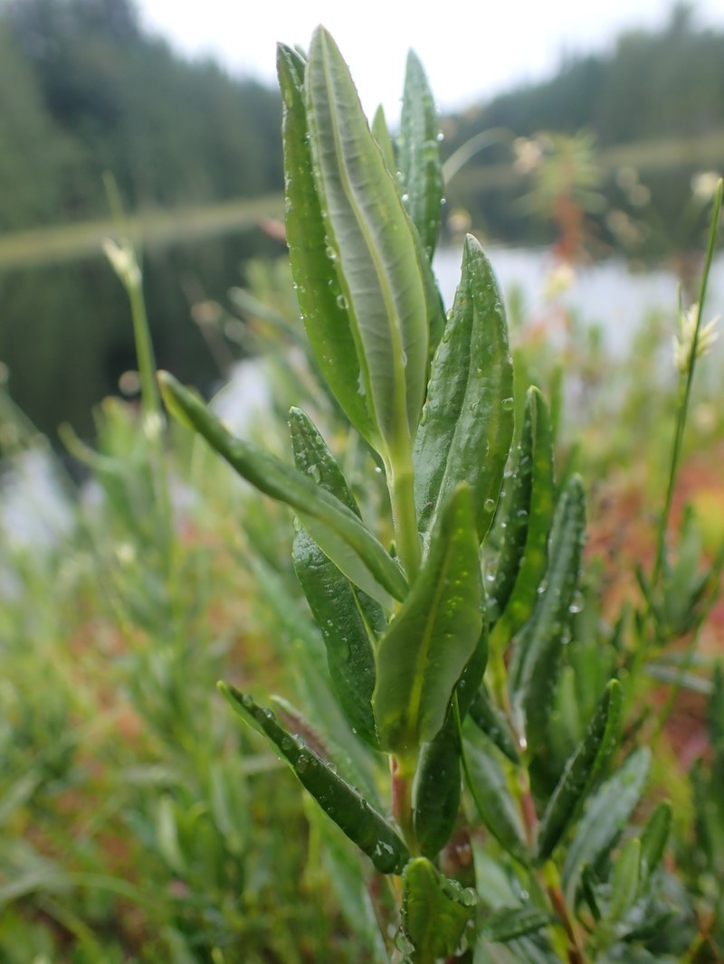 Kalmia microphylla var. occidentalis photo 2