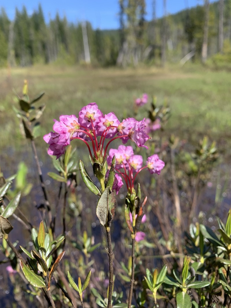 Kalmia microphylla var. occidentalis photo 3