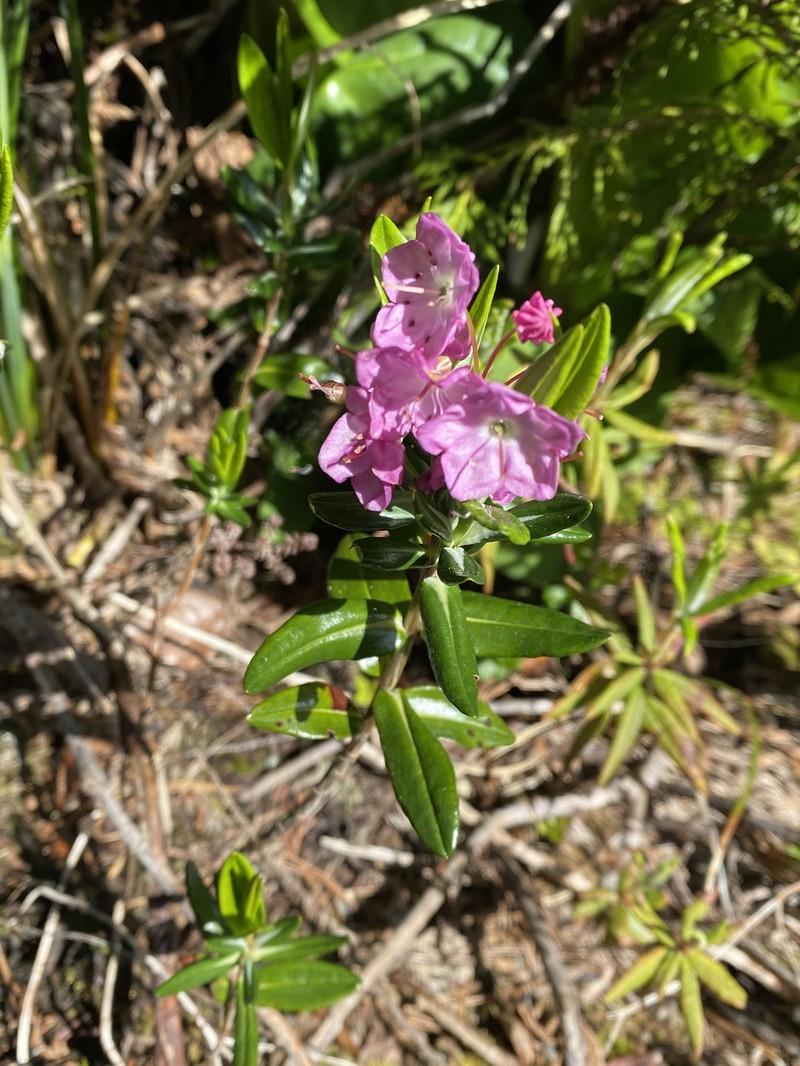 Kalmia microphylla var. occidentalis photo 4
