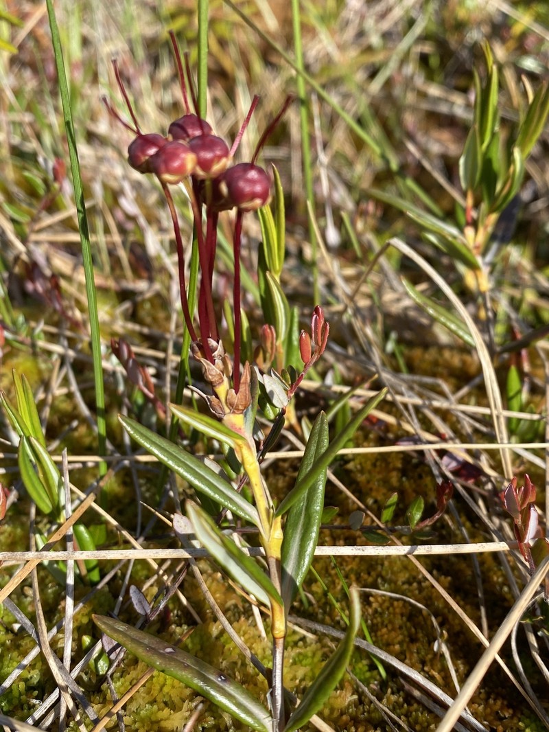 Kalmia microphylla var. occidentalis photo 5