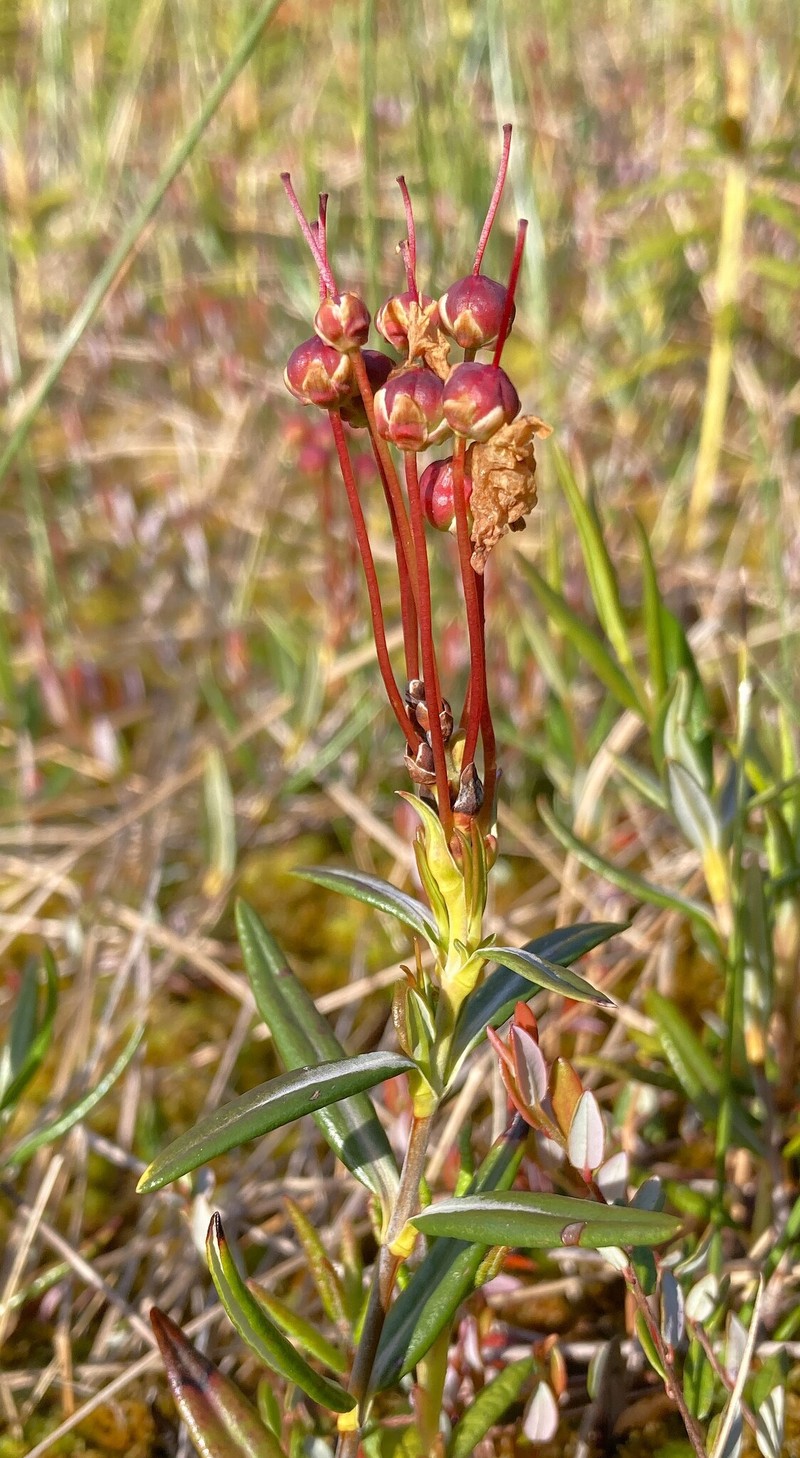 Kalmia microphylla var. occidentalis photo 6