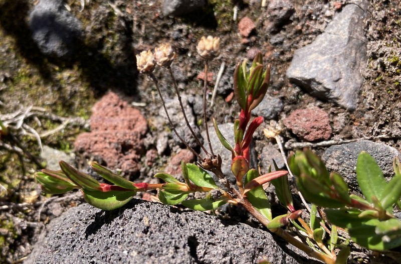Kalmia microphylla var. occidentalis photo 7