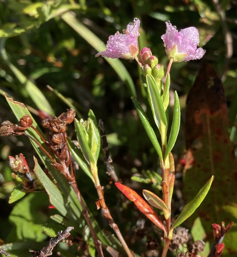 Kalmia microphylla var. occidentalis photo 8