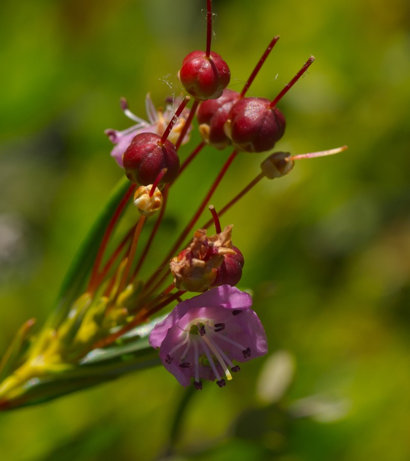 Bog Laurel photo 2