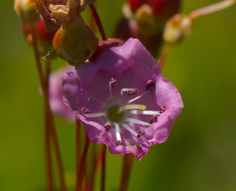 Bog Laurel photo 3