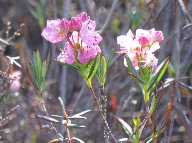 Bog Laurel
