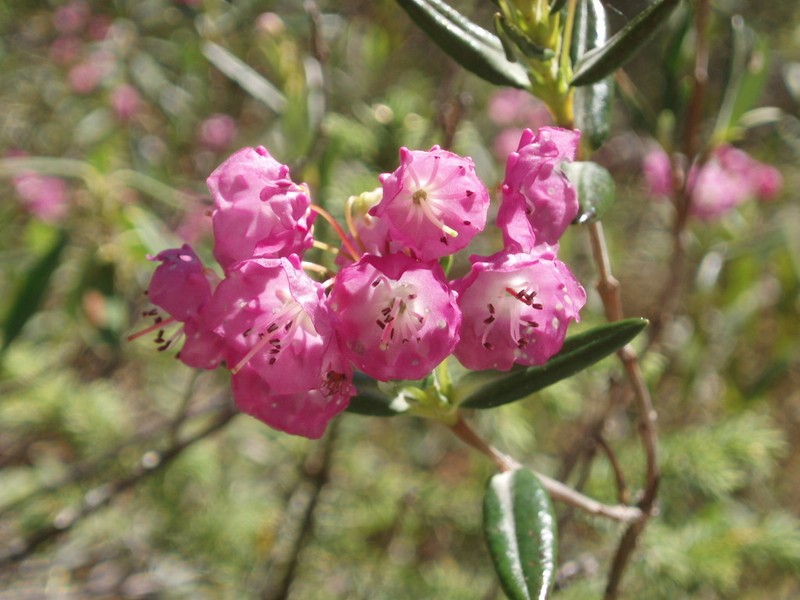 Bog Laurel