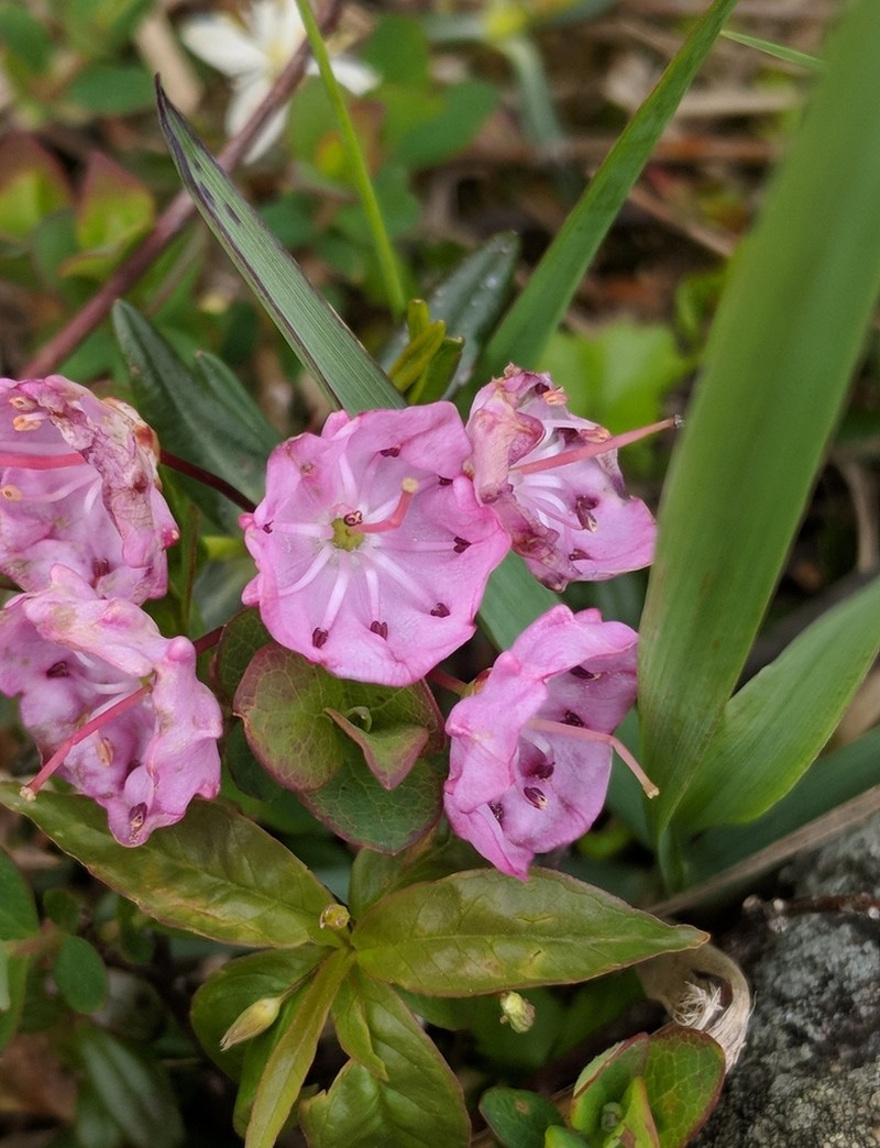 Bog Laurel photo 2