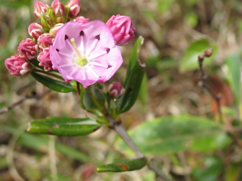 Bog Laurel photo 4