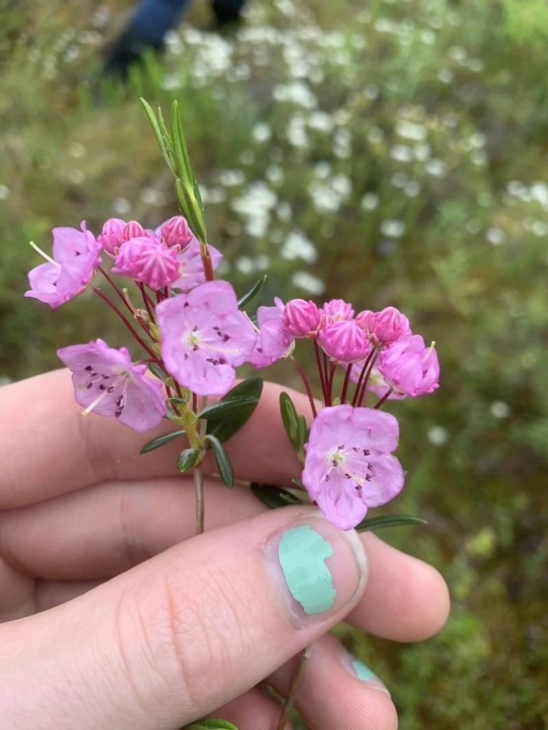 Bog Laurel photo 5