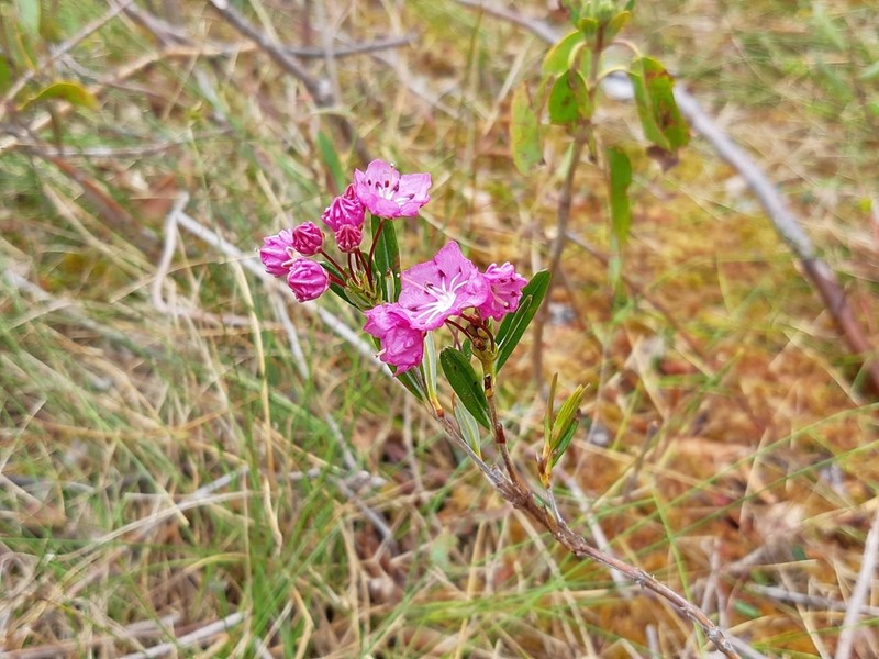 Bog Laurel photo 6
