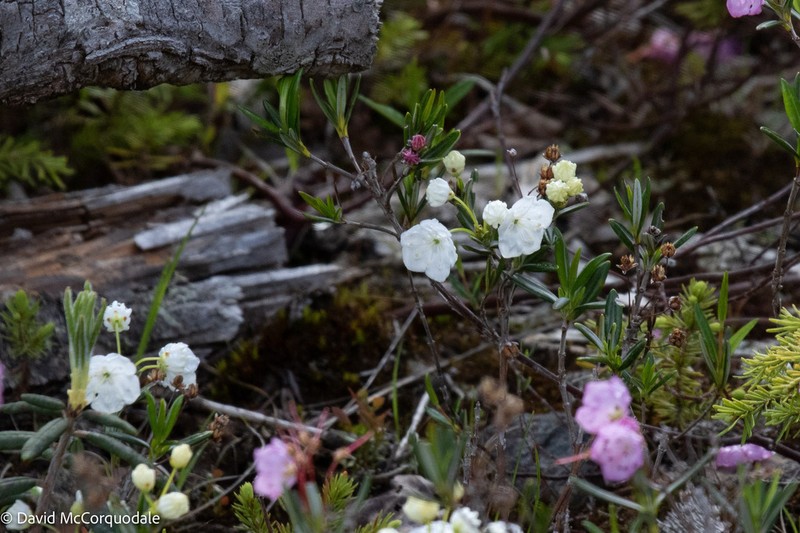 Bog Laurel photo 7