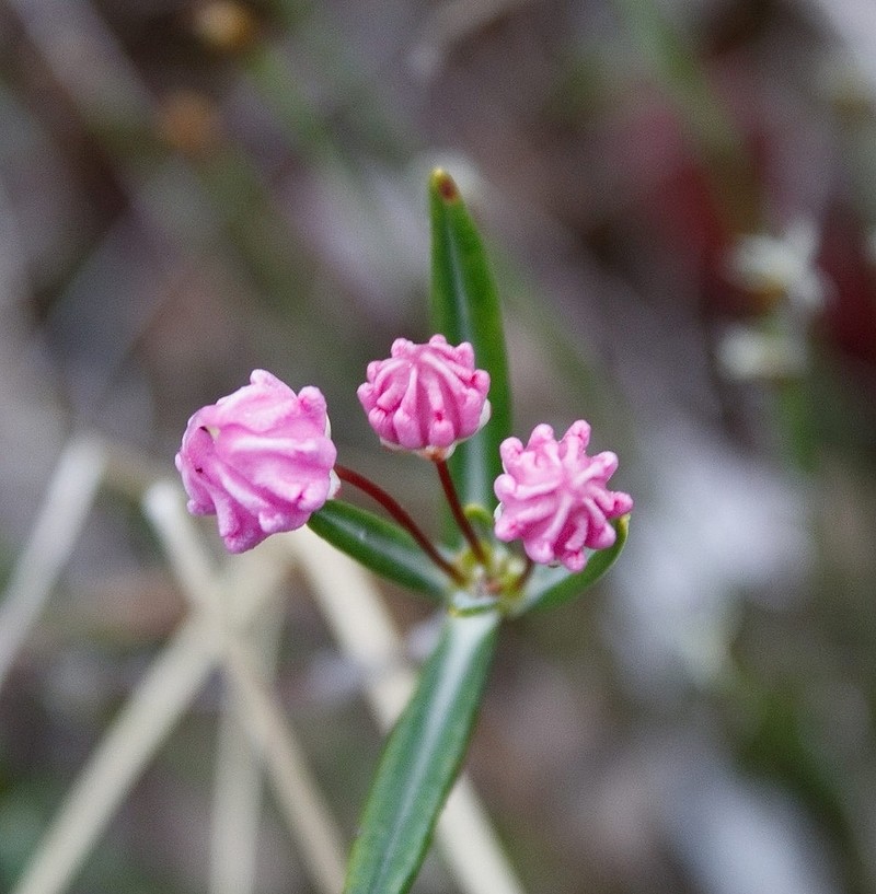 Bog Laurel photo 8