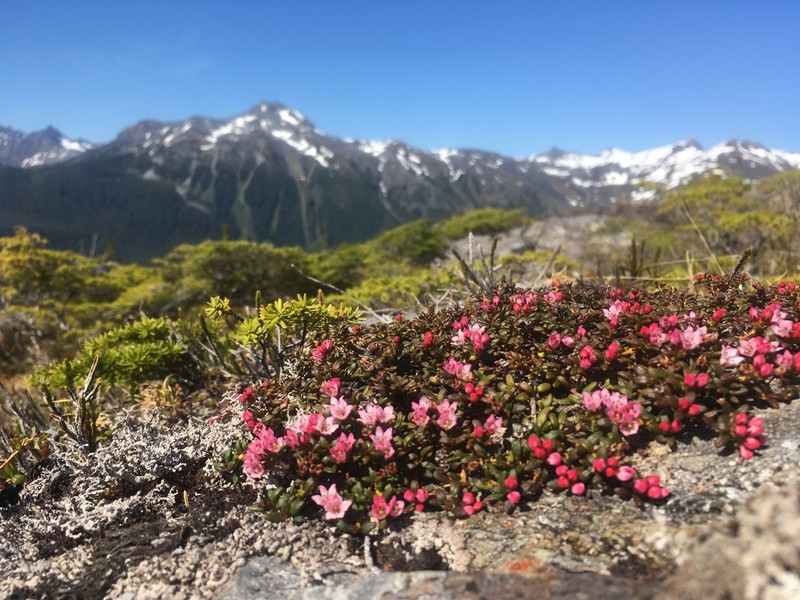 Alpine Azalea photo 2