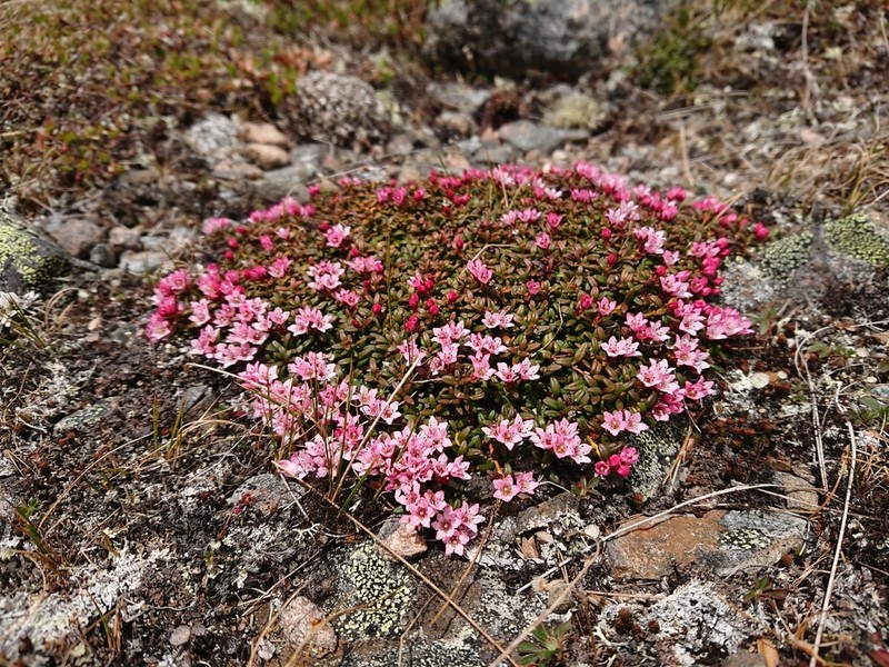 Alpine Azalea photo 3