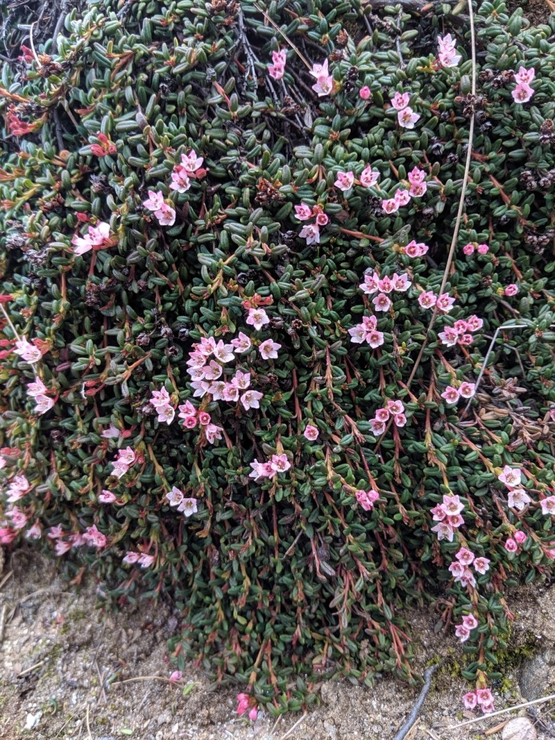 Alpine Azalea photo 5