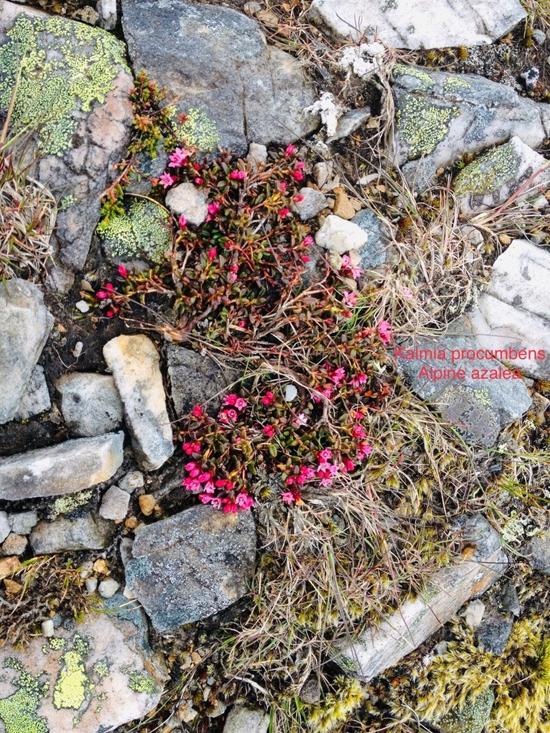 Alpine Azalea photo 6