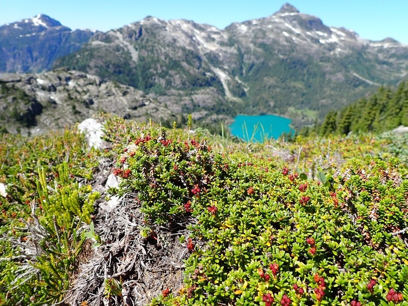 Alpine Azalea photo 7