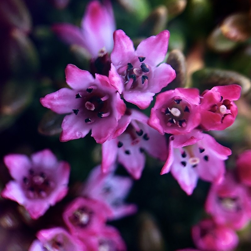 Alpine Azalea photo 8