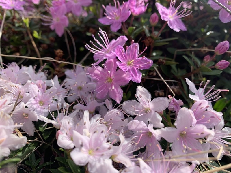 Kalmiopsis fragrans