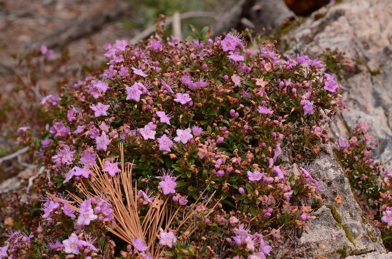 Kalmiopsis fragrans photo 3
