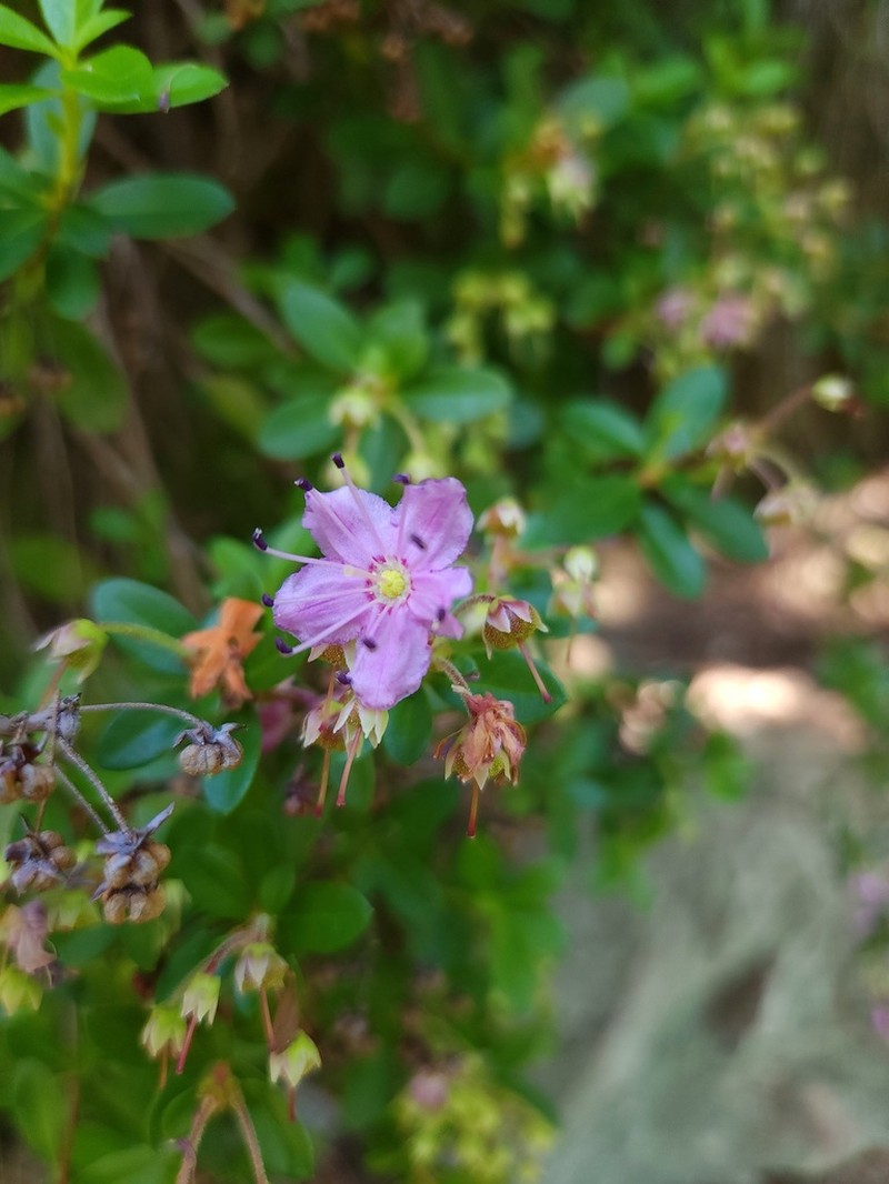 Kalmiopsis fragrans photo 4