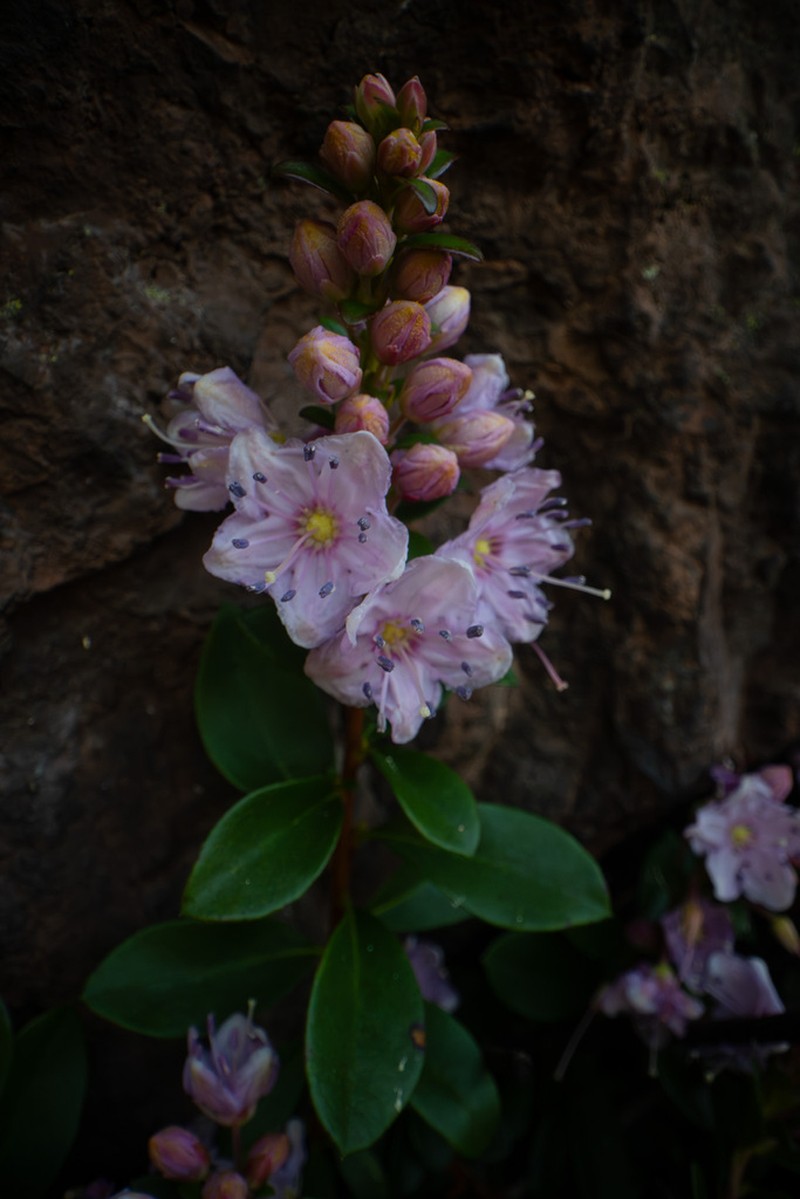 Kalmiopsis fragrans photo 5
