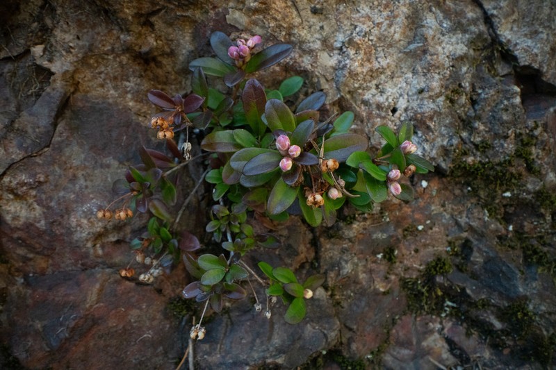 Kalmiopsis fragrans photo 6