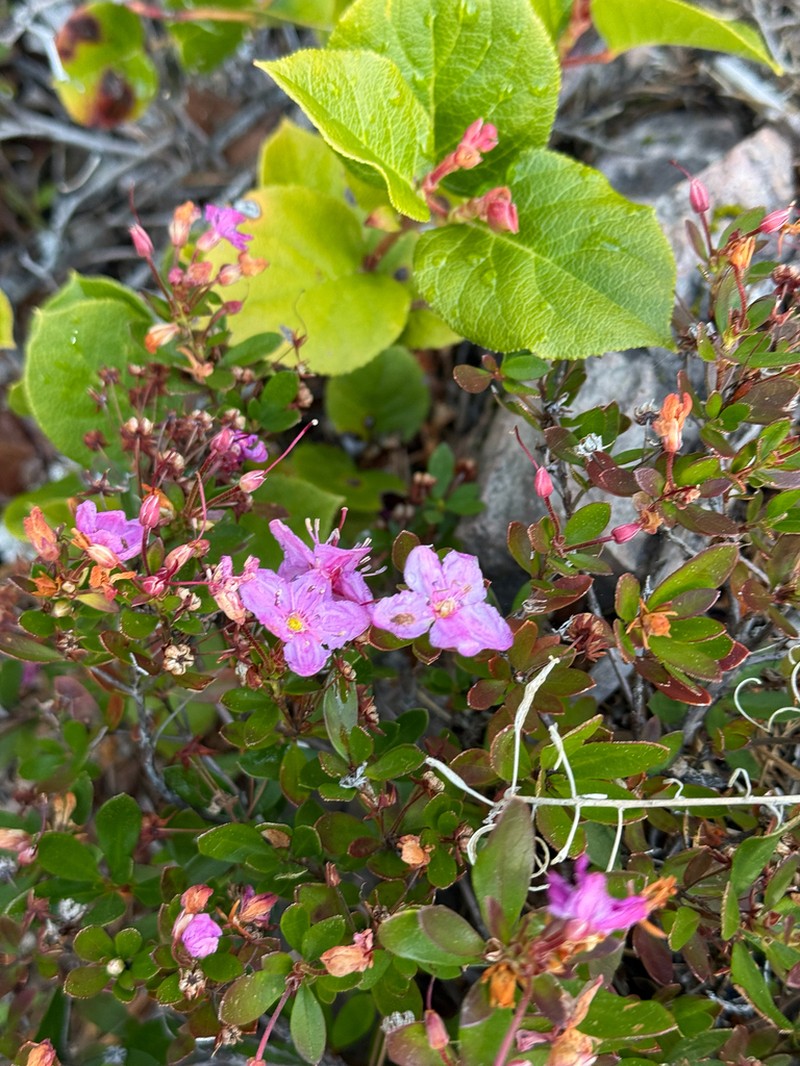 Kalmiopsis fragrans photo 7