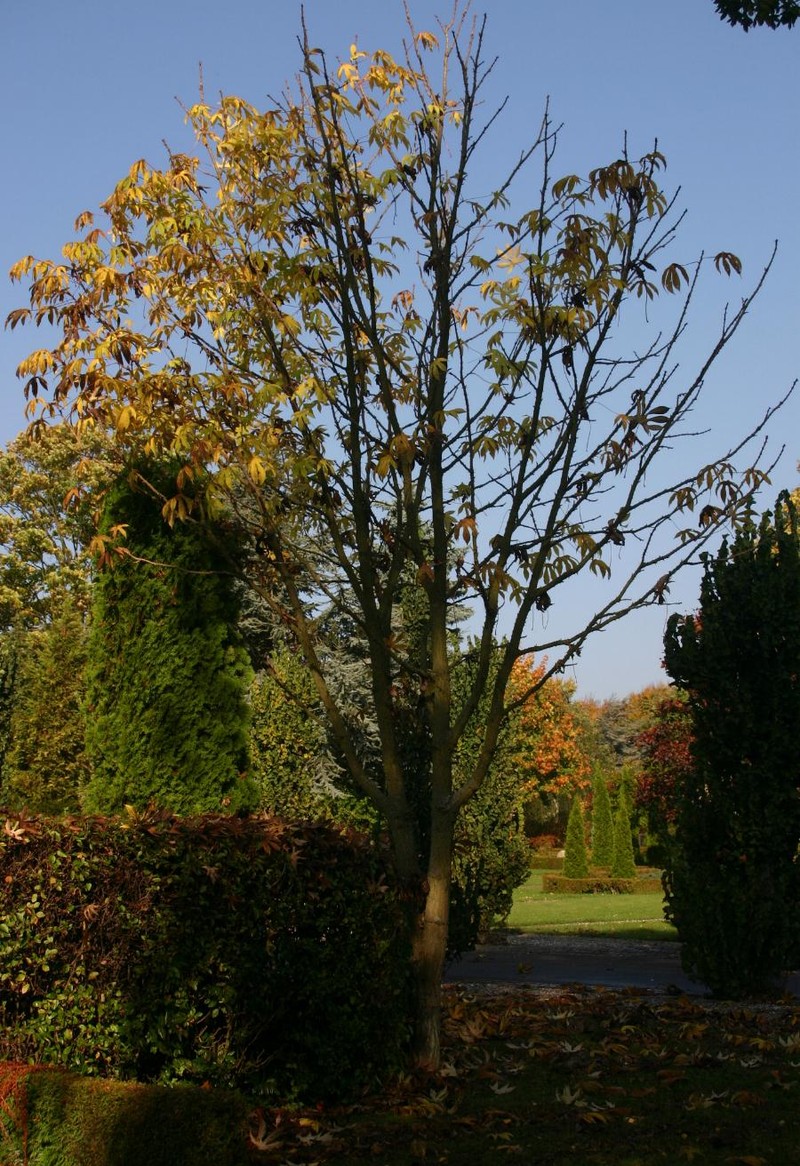 Castor Aralia photo 5