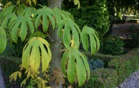 Castor Aralia