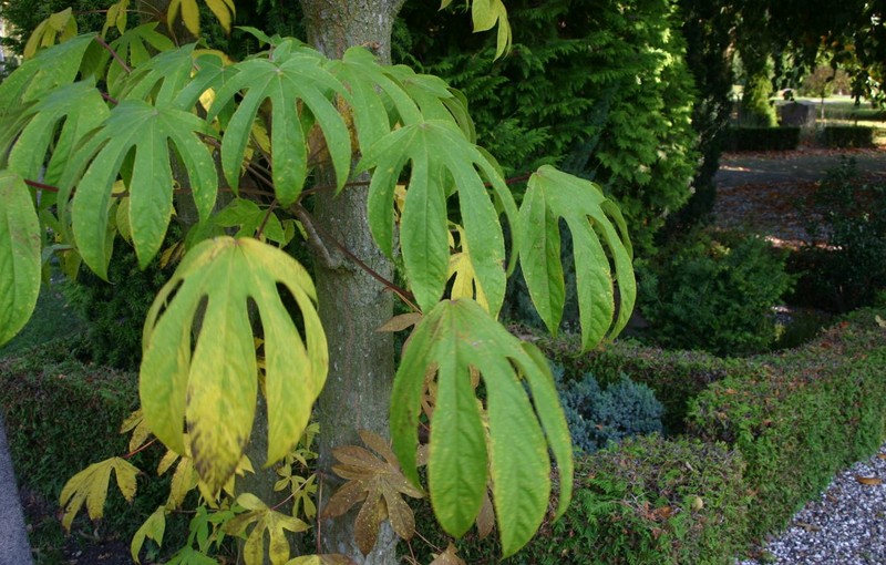 Castor Aralia