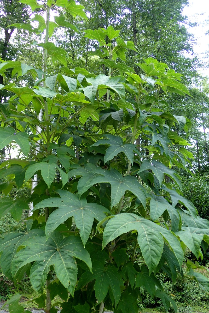 Castor Aralia photo 3