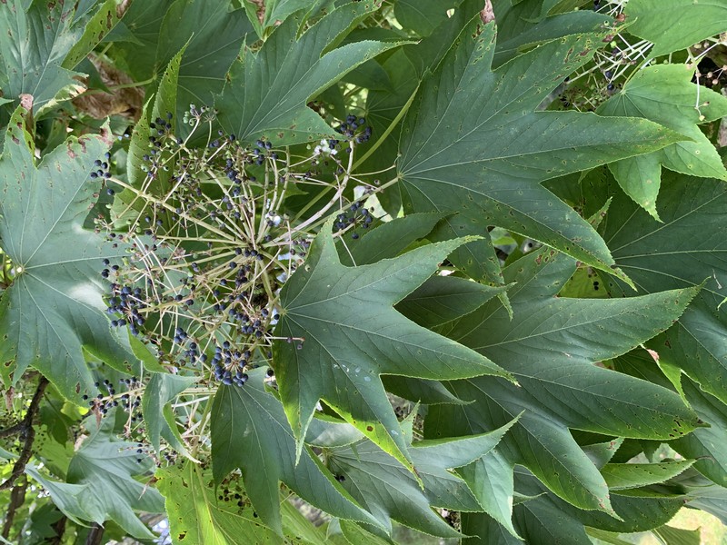 Castor Aralia photo 4
