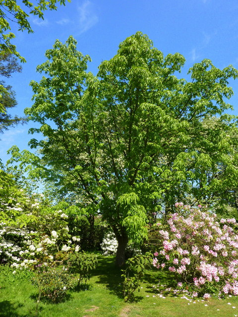 Castor Aralia photo 6