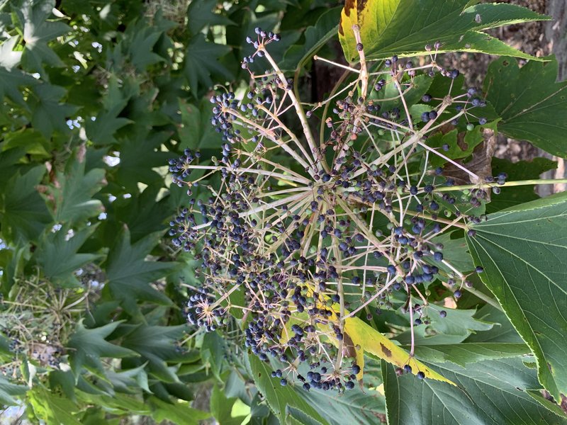 Castor Aralia photo 7