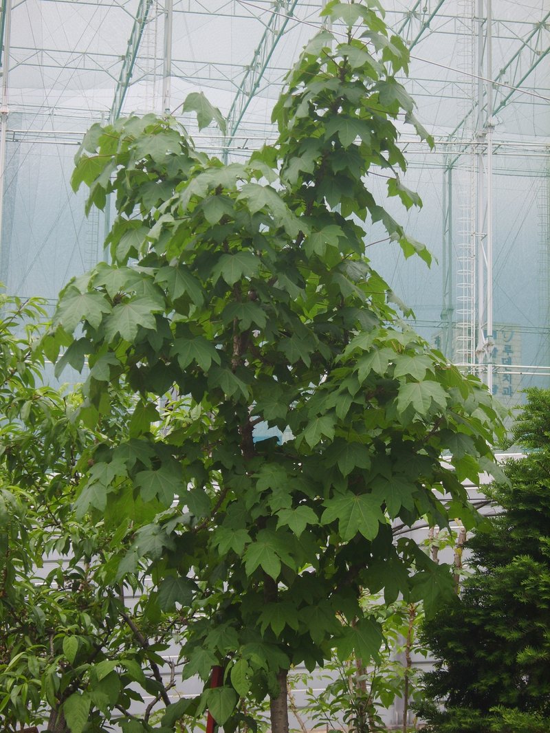 Castor Aralia photo 8