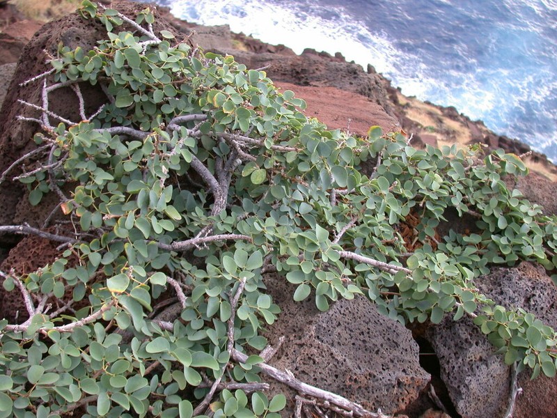 Kanaloa photo 5