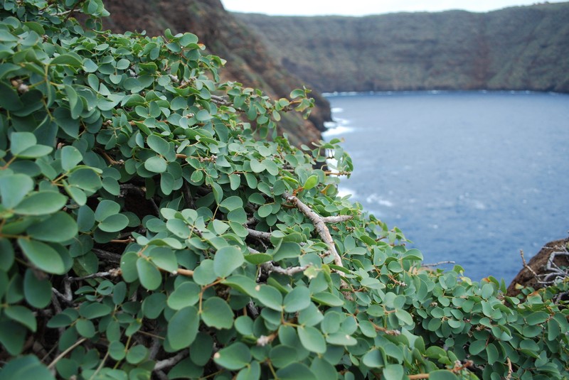 Kanaloa photo 7
