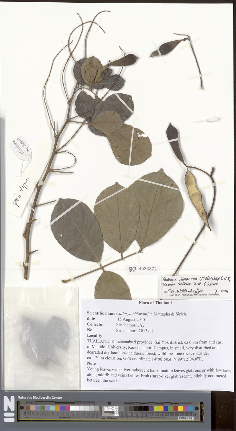 Kanburia chlorantha