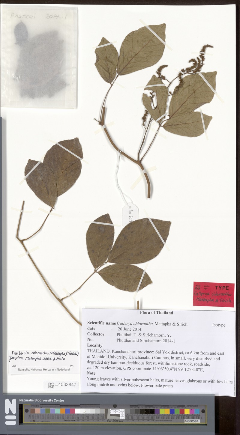 Kanburia chlorantha photo 2