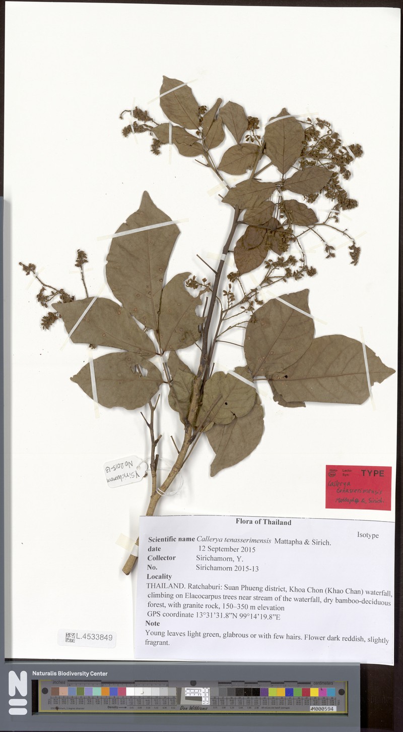Kanburia tenasserimensis