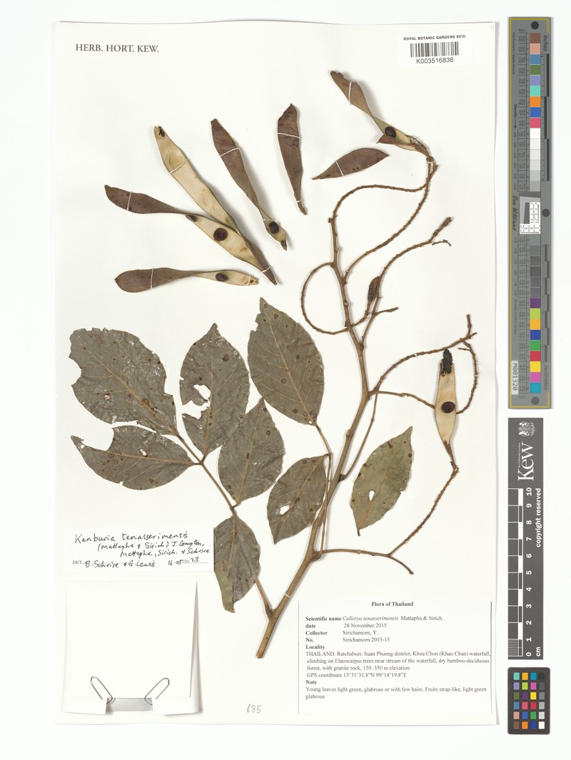 Kanburia tenasserimensis photo 2