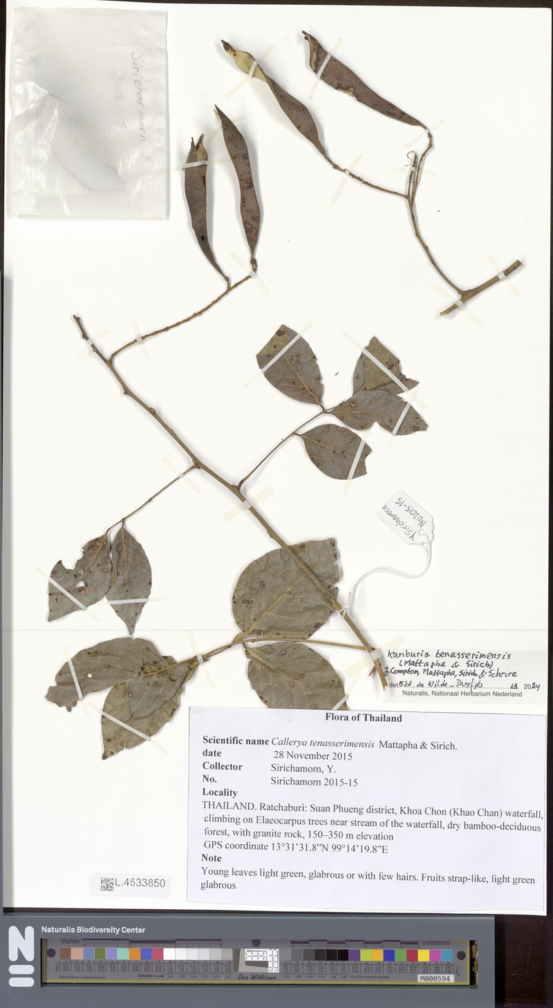 Kanburia tenasserimensis photo 3