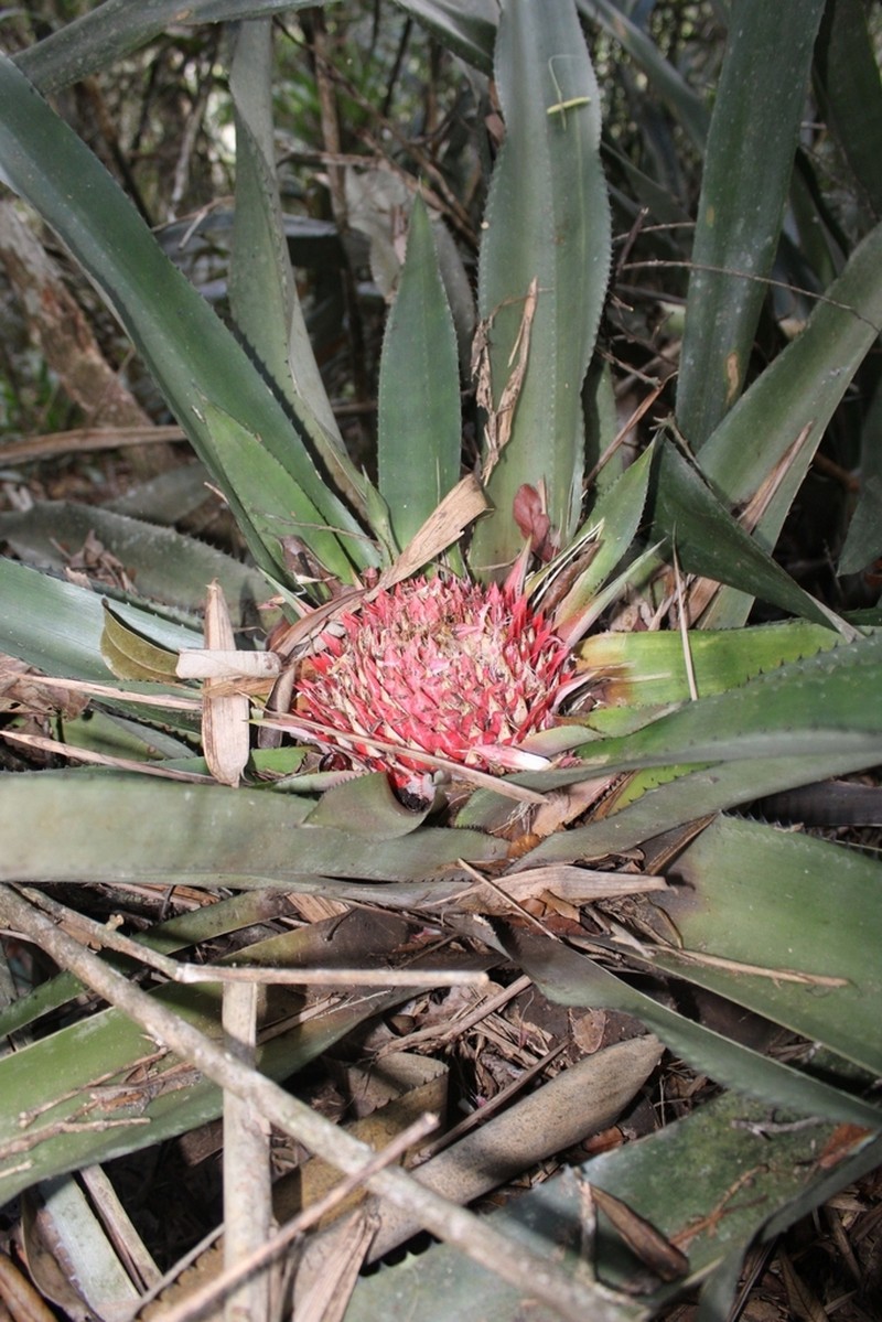 Karawata hostilis photo 2