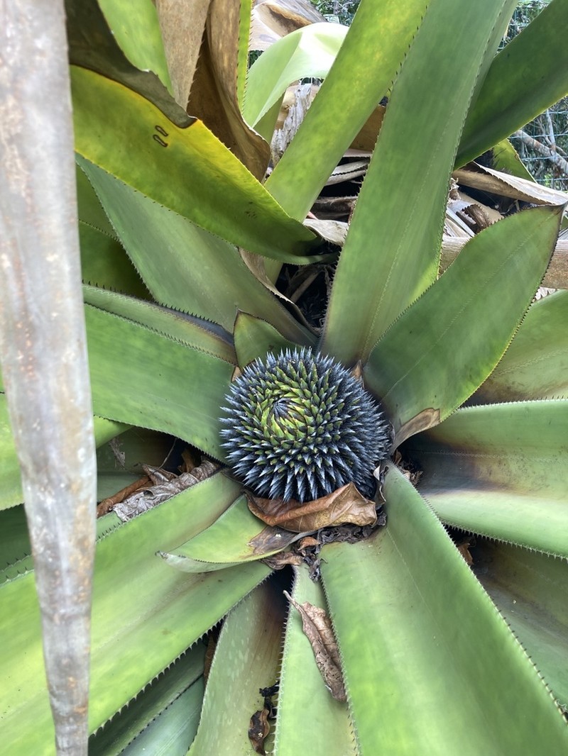 Karawata nigribracteata